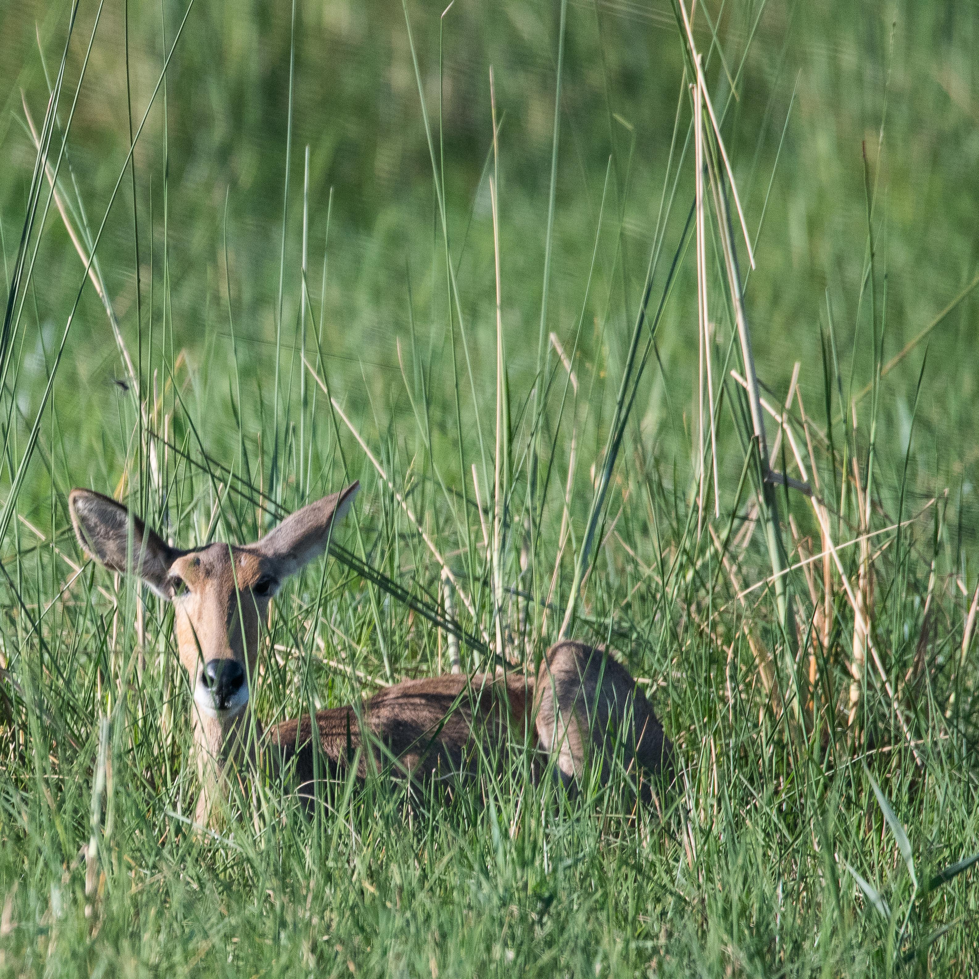 Grand cobe des roseaux ou Redunca (Southern ou Common reedbuck, Redunca arundinum), femelle adulte se reposant à mi-journée, Shinde, Delta de l'Okavango, Botswana.